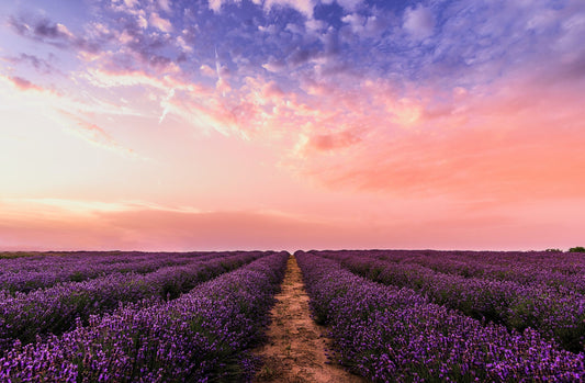 The Sweet Smell of Lavender, and why it’s So Marvellous!